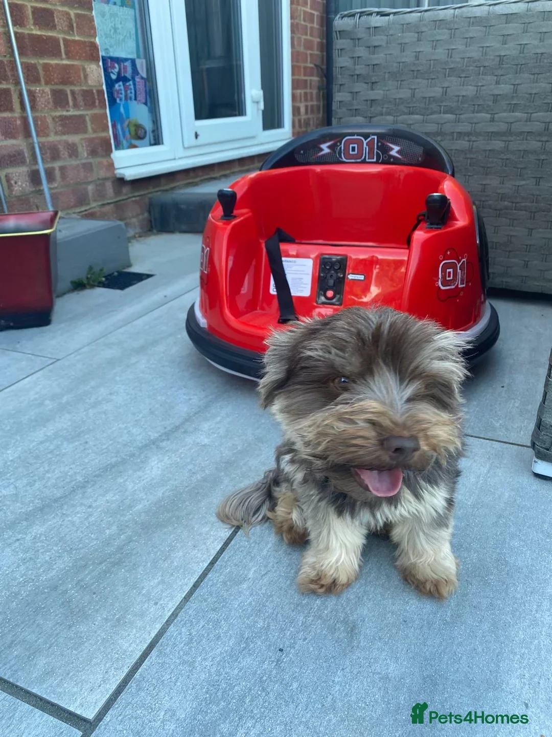 Yorkshire Terrier dogs for sale: Chocolate girl Yorkie  - Advert 2