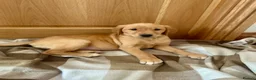 Goldador dogs for sale:  ♥️Gorgeous Puppies Ready For Walks ♥️ - Advert 15