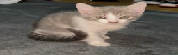 Mixed Breed cats for sale: Beautiful Bengal x Domestic Short Hair Kittens 🐾 - Advert 6