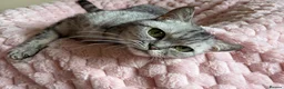 British Shorthair cats for sale: Beautiful Golden British Shorthair Kittens  - Advert 36