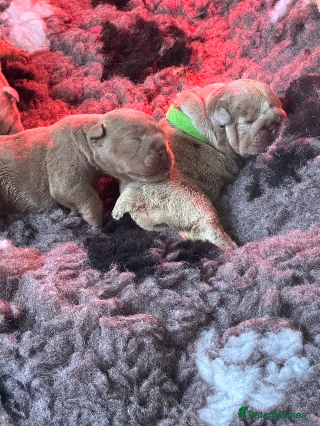 English Bulldog dogs for sale: English bulldog puppies - Image 10