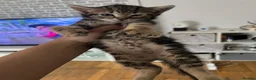 Mixed Breed cats for sale: 5 cute kittens for sale 🐾🐾🥹 - Advert 9