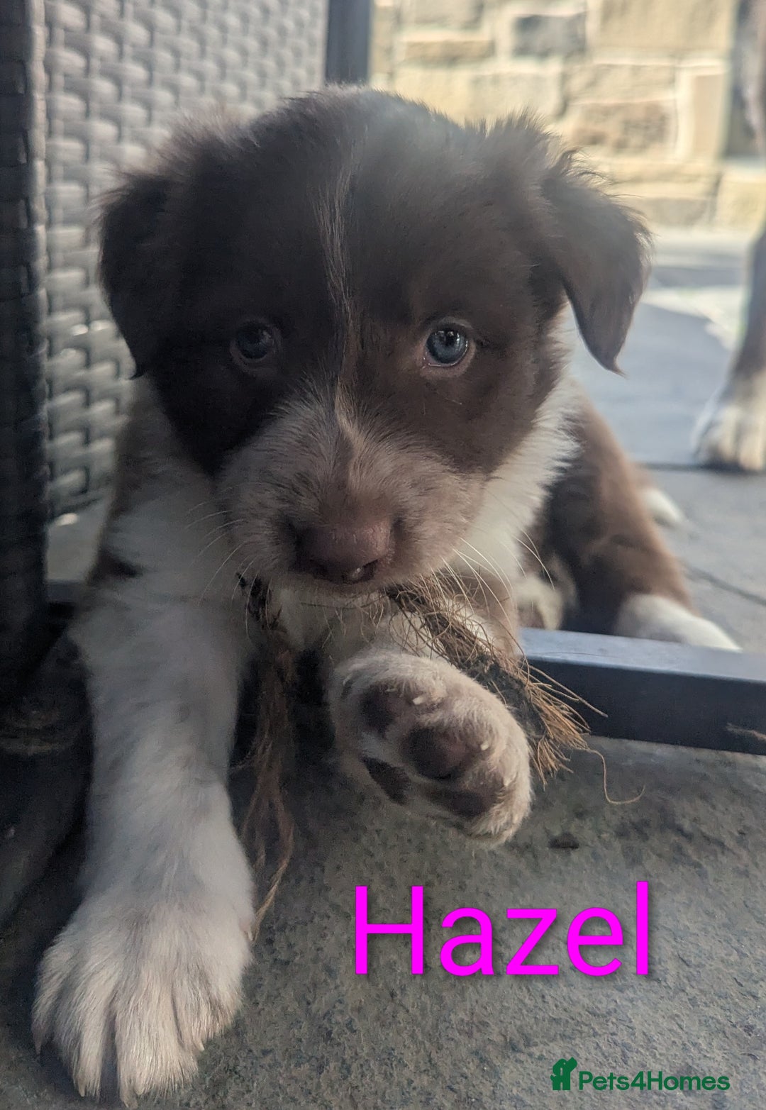 Border Collie dogs for sale: Red and white border collie/Sheepdog Pups - Image 10
