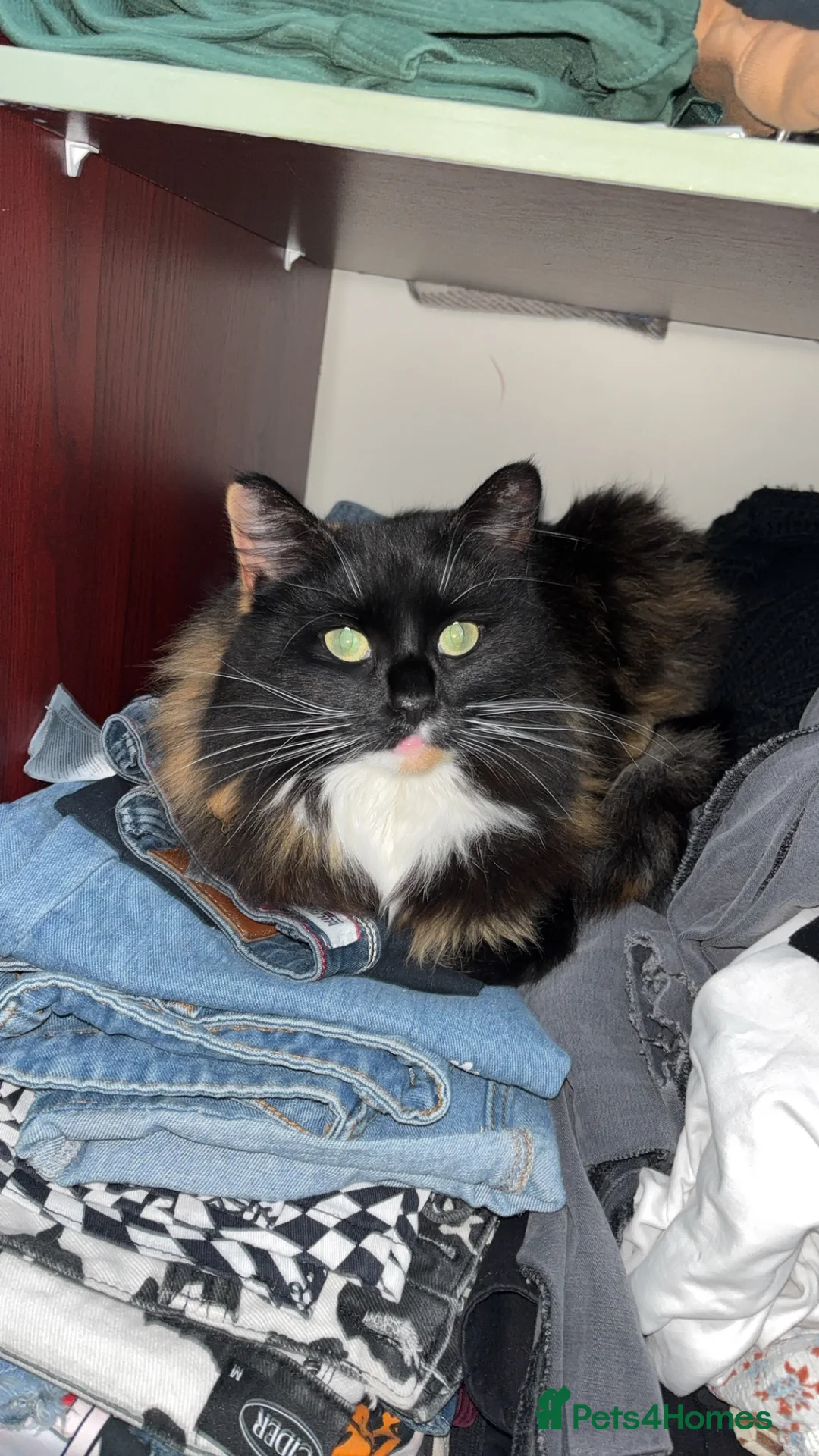 Mixed Breed cats for sale: Mango and Mable  - Advert 4