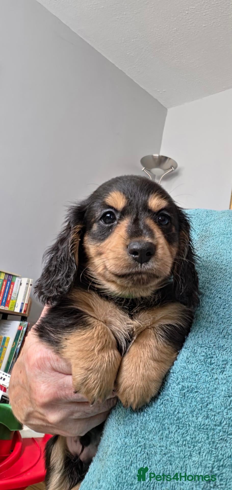 Miniature Dachshund dogs Longhaired Minature Dachshund - Advert 10