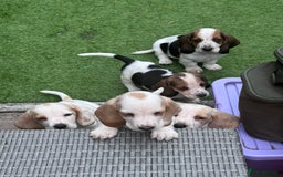 Basset Hound dogs for sale: Bassett Hound Puppies for Sale - Image 19