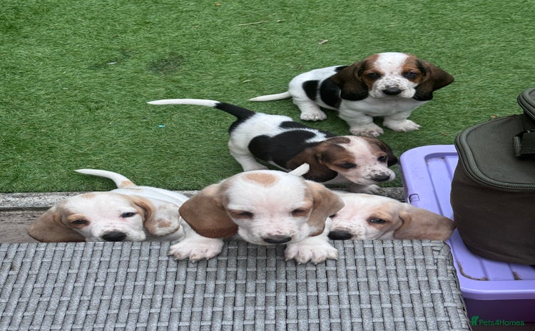 Basset Hound dogs - Advert 1