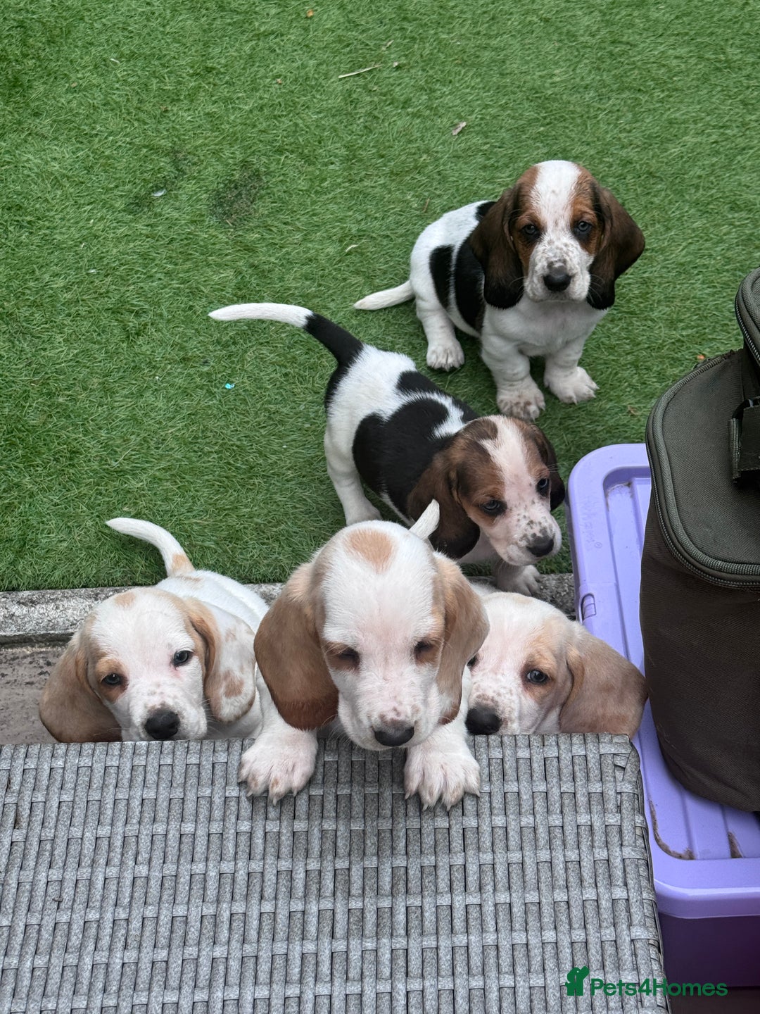 Basset Hound dogs for sale: Bassett Hound Puppies for Sale - Image 19
