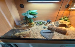 Bearded Dragon reptiles for sale: 4ft x 2ft x 2ft viv and bearded dragon  - Image 2