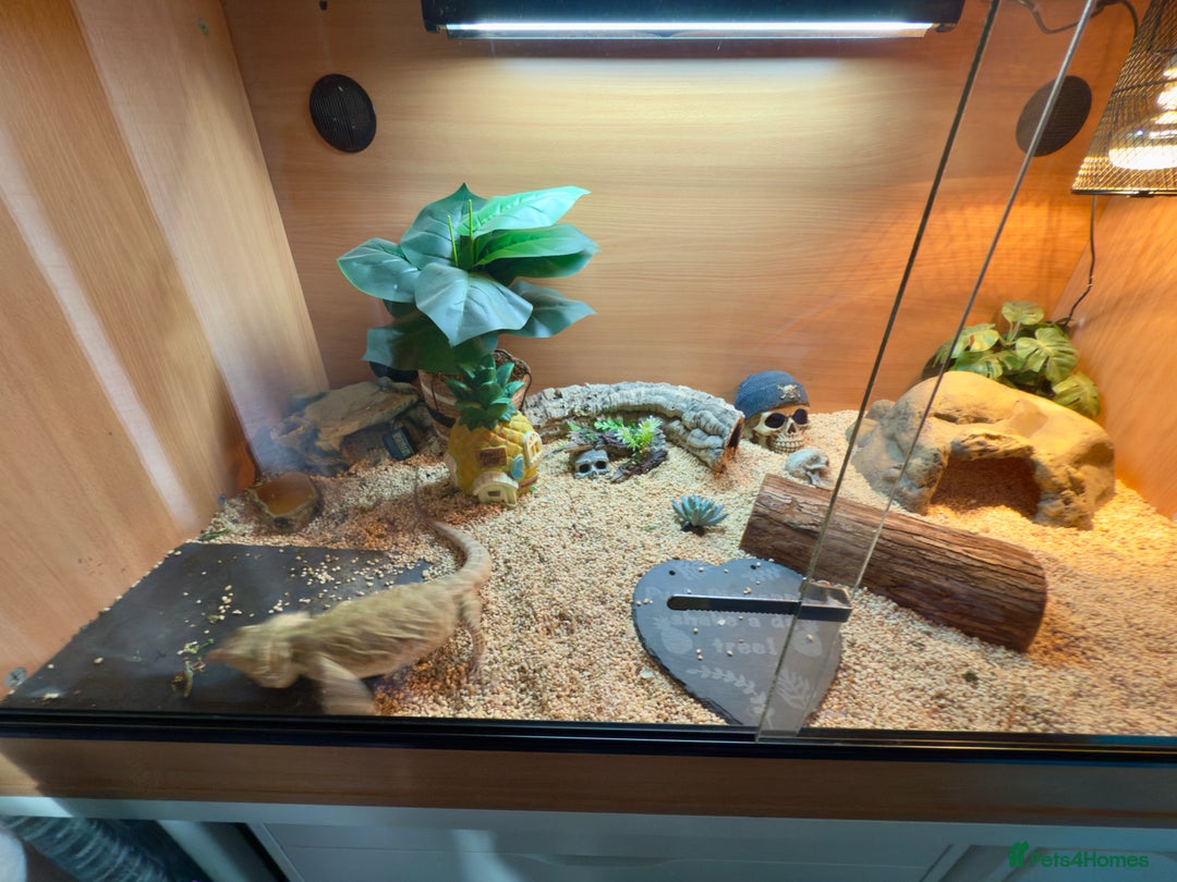 Bearded Dragon reptiles for sale: 4ft x 2ft x 2ft viv and bearded dragon  - Image 2