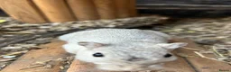 Gerbil rodents for sale: 2 months old young female super tame cudly gerbil  - Advert 3