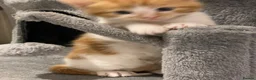 Mixed Breed cats for sale: Adorable Kittens Looking for a Loving Home - Advert 4