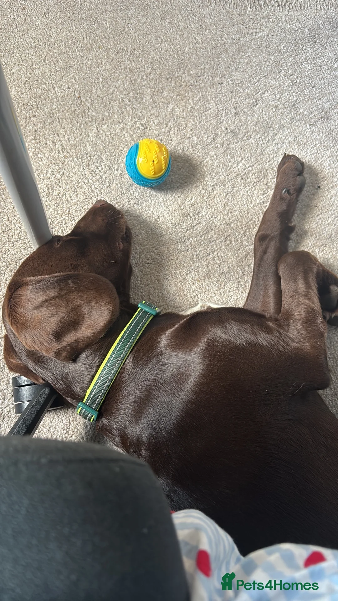 Cockerdor dogs for sale: Spaniel/Labrador Cross Pup - Advert 4