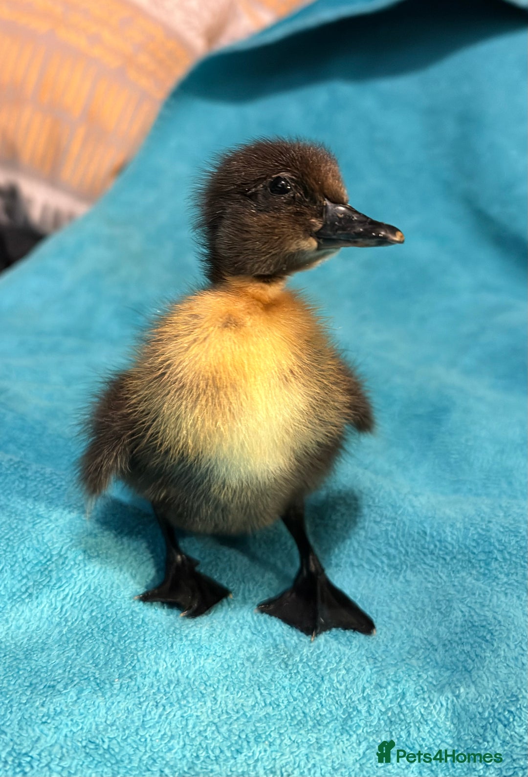 Ducks poultry for sale: Day old ducklings  - Advert 2