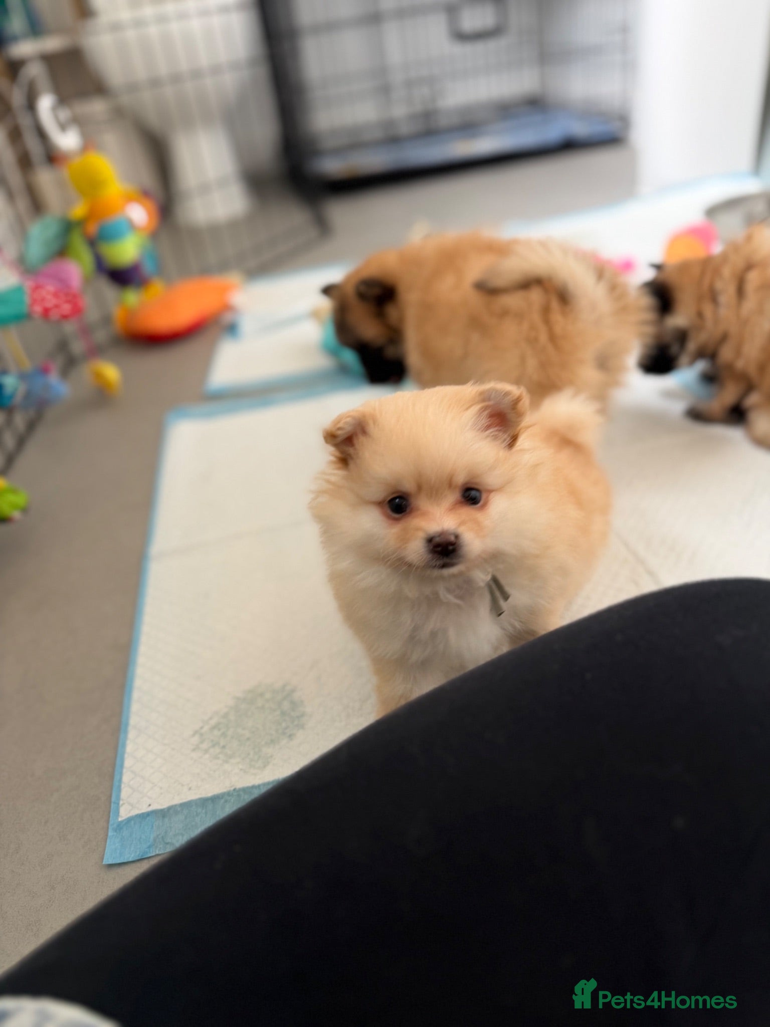 Pomeranian dogs Pomeranian puppies ready to view 2x girls 1x boy  - Advert 1