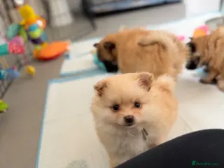 Pomeranian dogs Pomeranian puppies ready to view 2x girls 1x boy - Advert 1