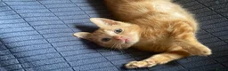 Mixed Breed cats for sale: 2 Gorgeous ginger Kittens - Advert 9