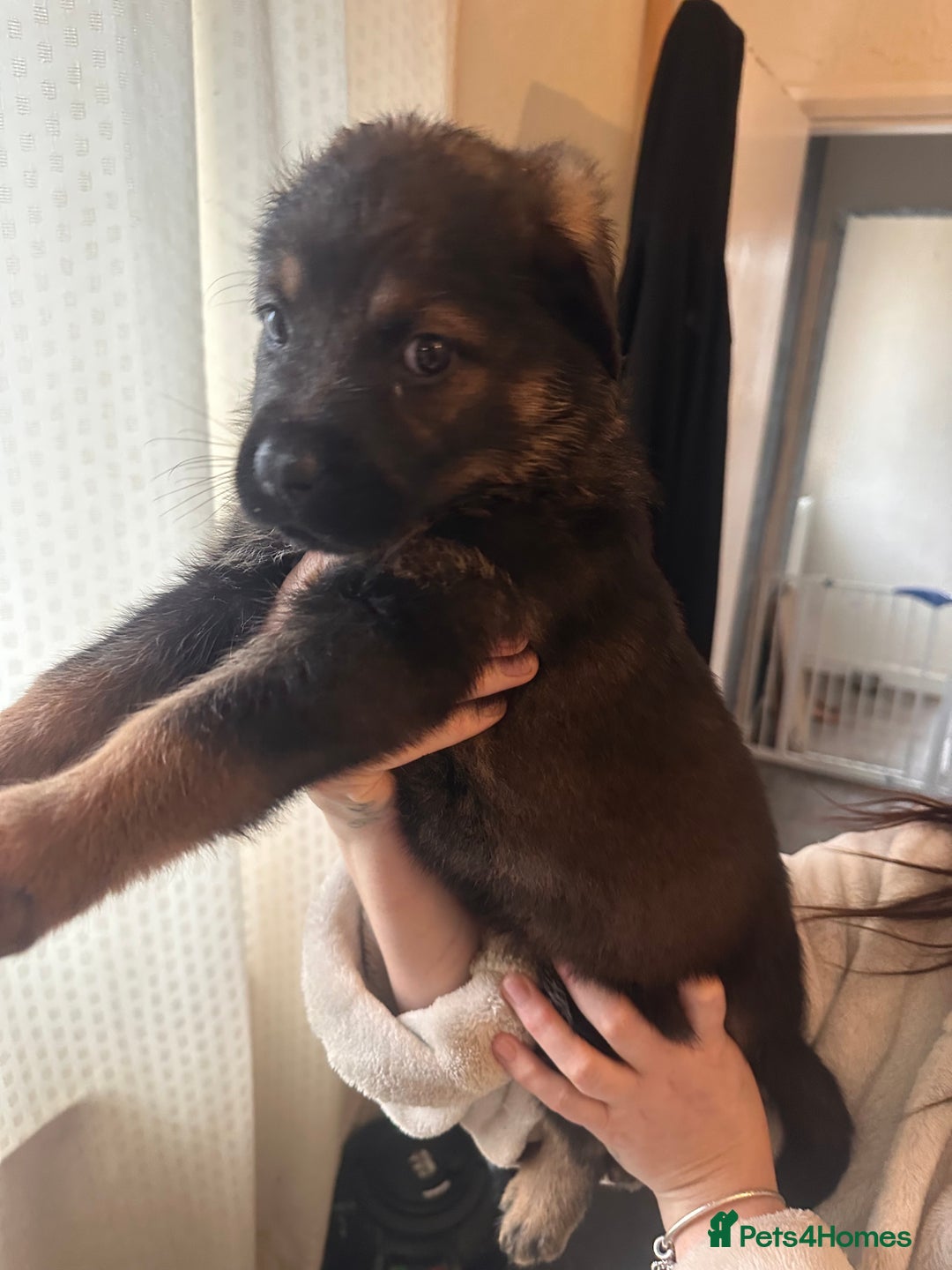 Mixed Breed dogs for sale: Shepweiller Puppies (8/10/25) REDUCED! - Advert 23
