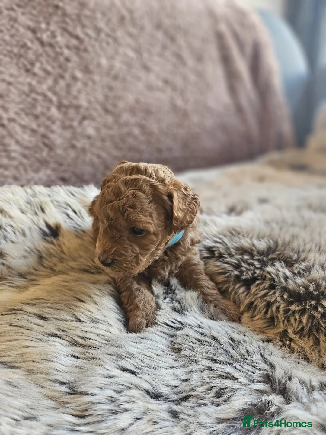 Mixed Breed dogs for sale: F1B Cockapoo Puppies – KC Toy Poodle Sired in Halifax - Advert 24