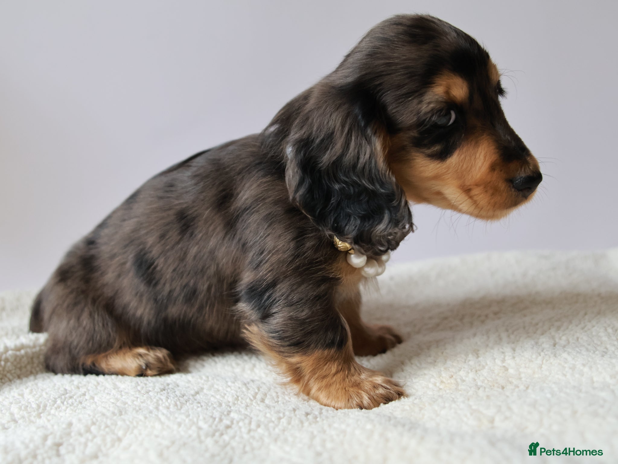 Miniature Dachshund dogs 5*Licensed+SilverDappleLongH+KCPraClear+Vetchecked - Advert 2