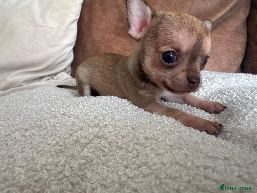 Chihuahua dogs for sale: Last little chihuahua boy - Image 5