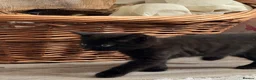 Persian cats for sale: Persian cross kitten boy  - Advert 3