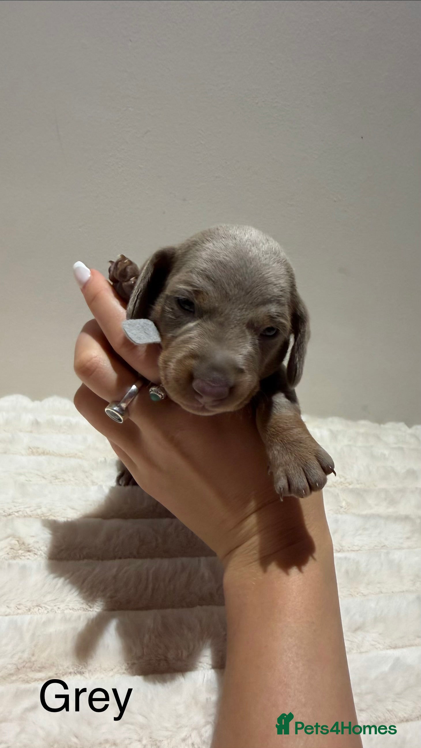 Miniature Dachshund dogs for sale: 🐾 Miniature Dachshund Puppies For Sale 🐾  - Advert 21