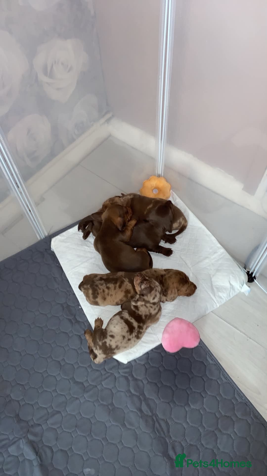 Dachshund dogs Miniature dachshund puppies  - Advert 11