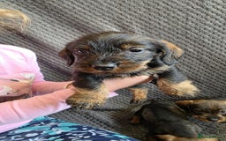 Dachshund dogs for sale: Dachshund wire haired (teckel pups) ✨ - Image 10