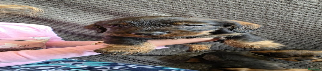 Dachshund Puppy 5