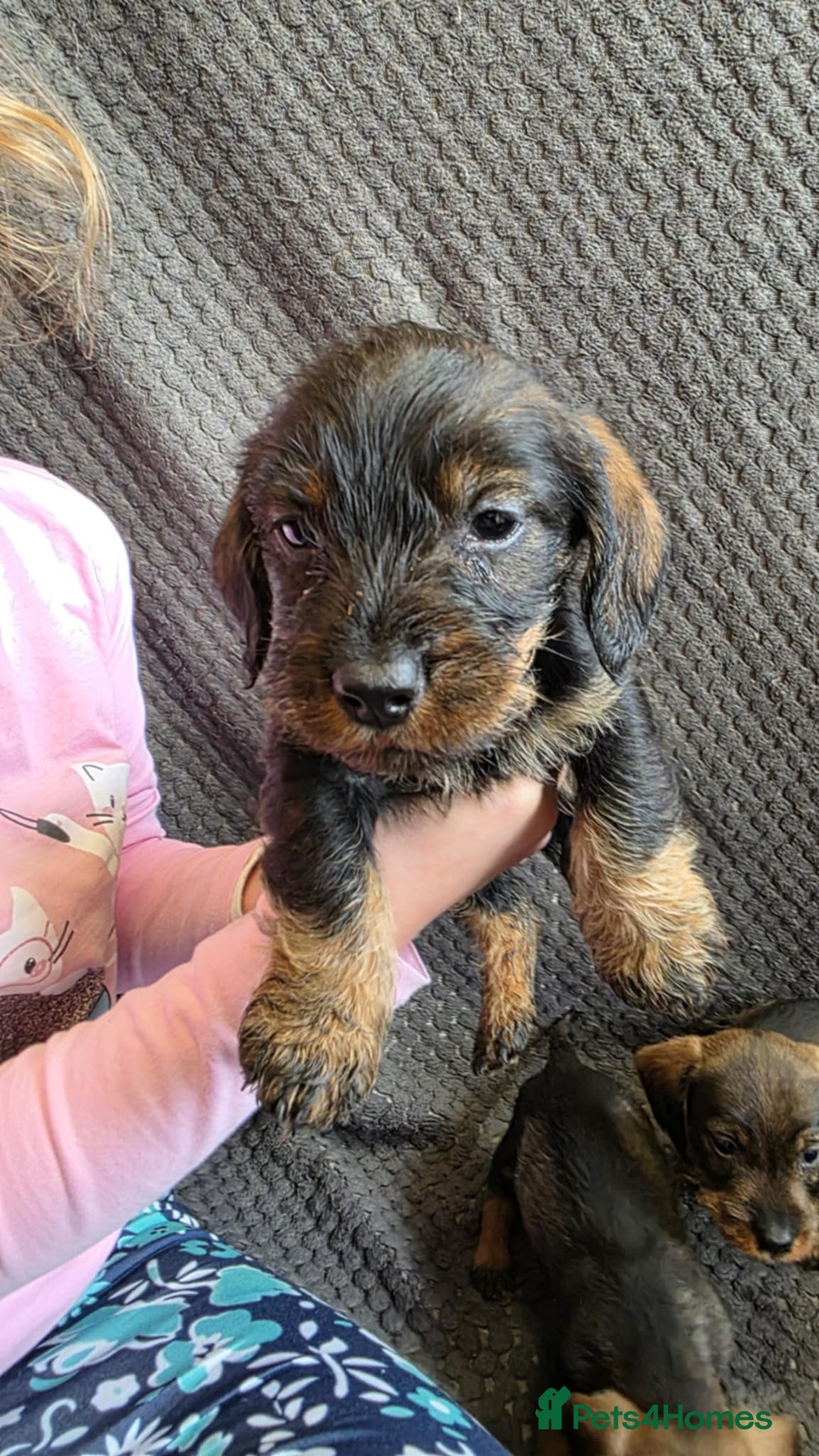 Dachshund dogs for sale: Dachshund wire haired (teckel pups) ✨ - Image 10