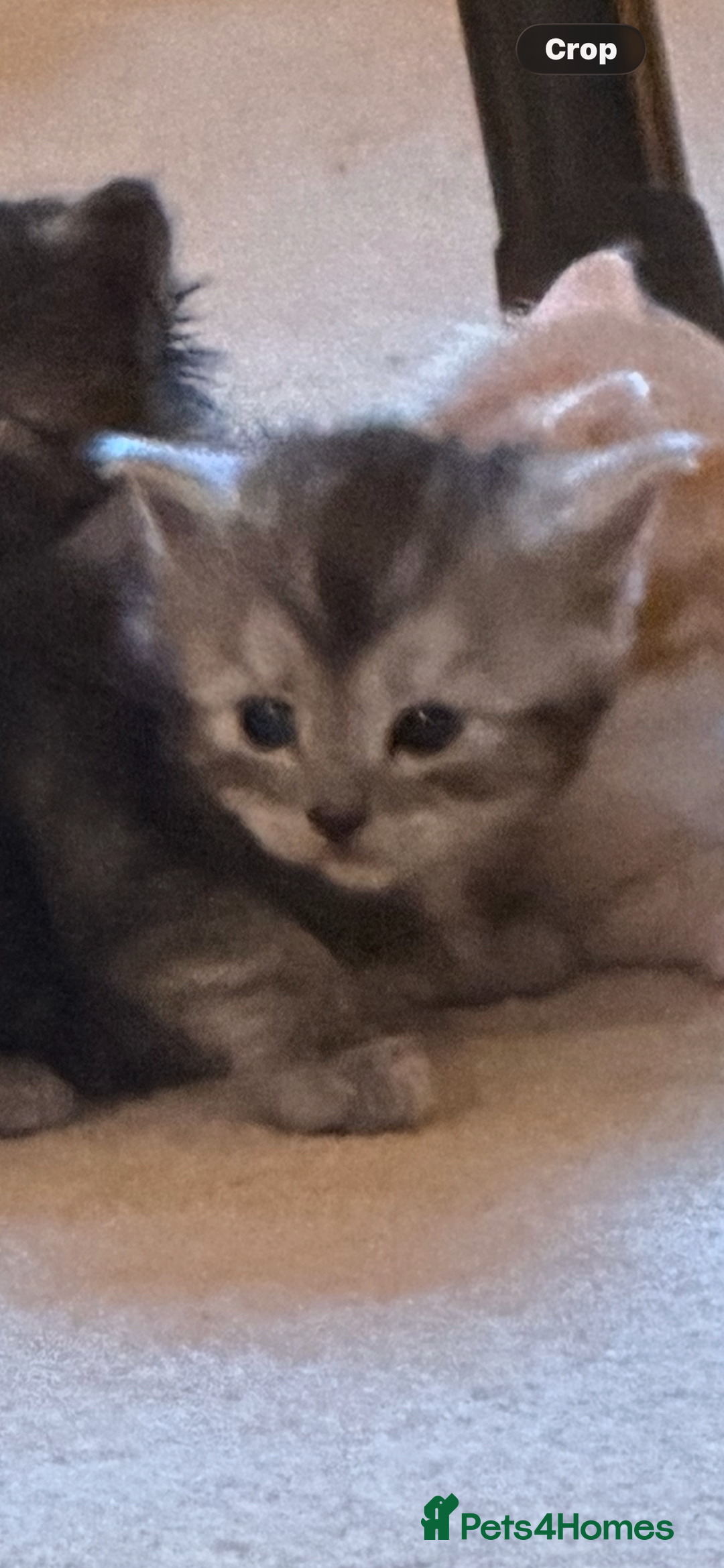 Maine Coon cats for sale: Maine Coon Cross kittens - Advert 13