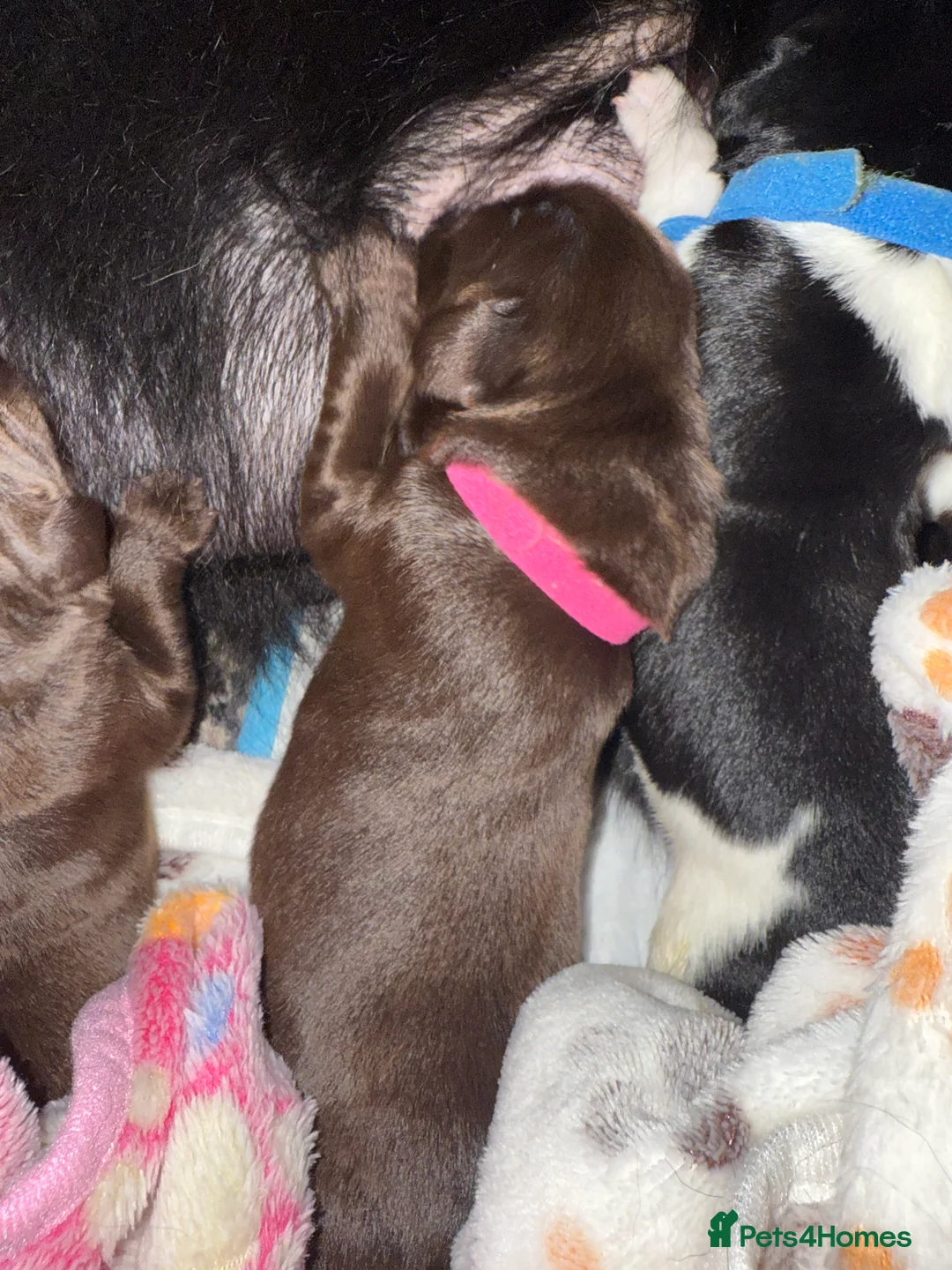 Newfoundland dogs for sale: Pure Newfoundland Puppies - Advert 2