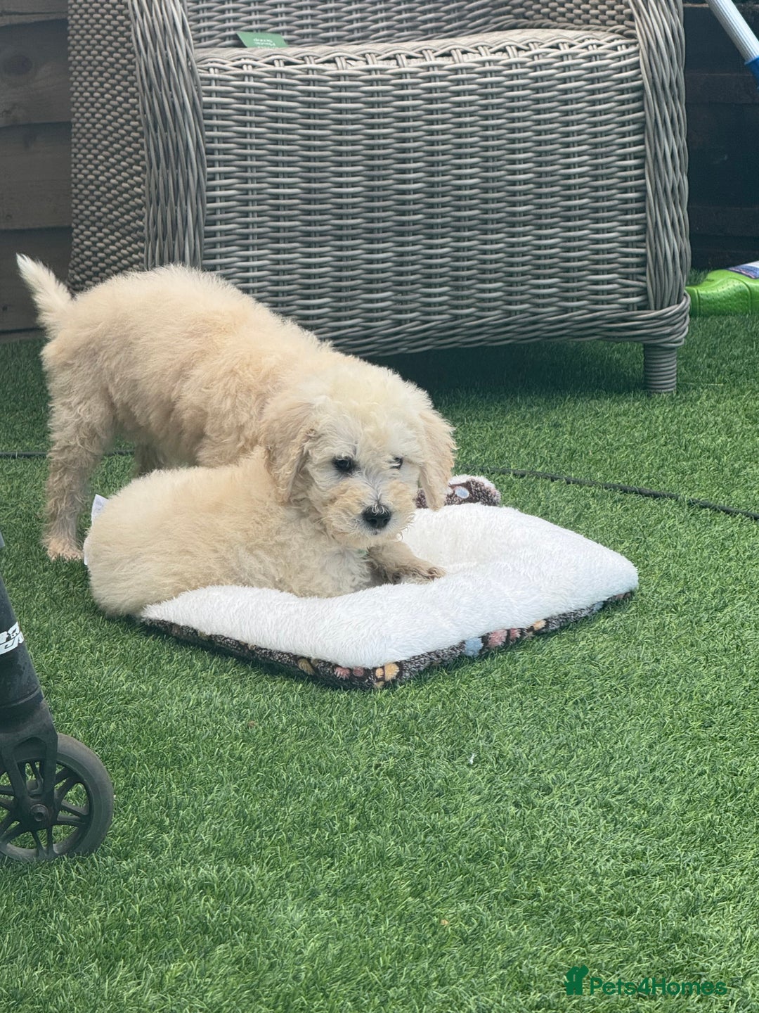 Goldendoodle dogs for sale: F1B GOLDENDOODLE PUPPIES 2 BOYS AVAILABLE  in Farnham - Image 28