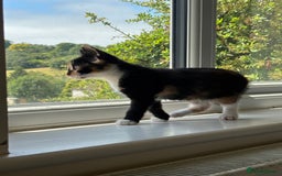 Mixed Breed cats for sale: 3 adorable kittens ready for their forever homes - Image 7