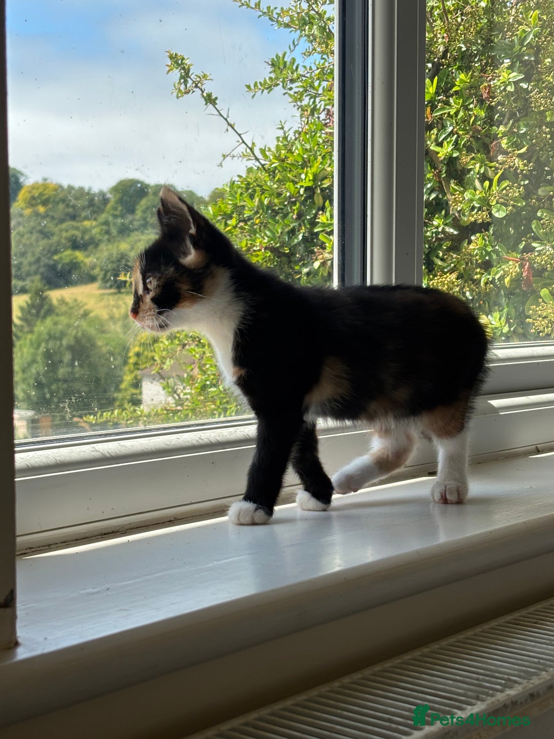 Mixed Breed cats for sale: 3 adorable kittens ready for their forever homes - Image 7
