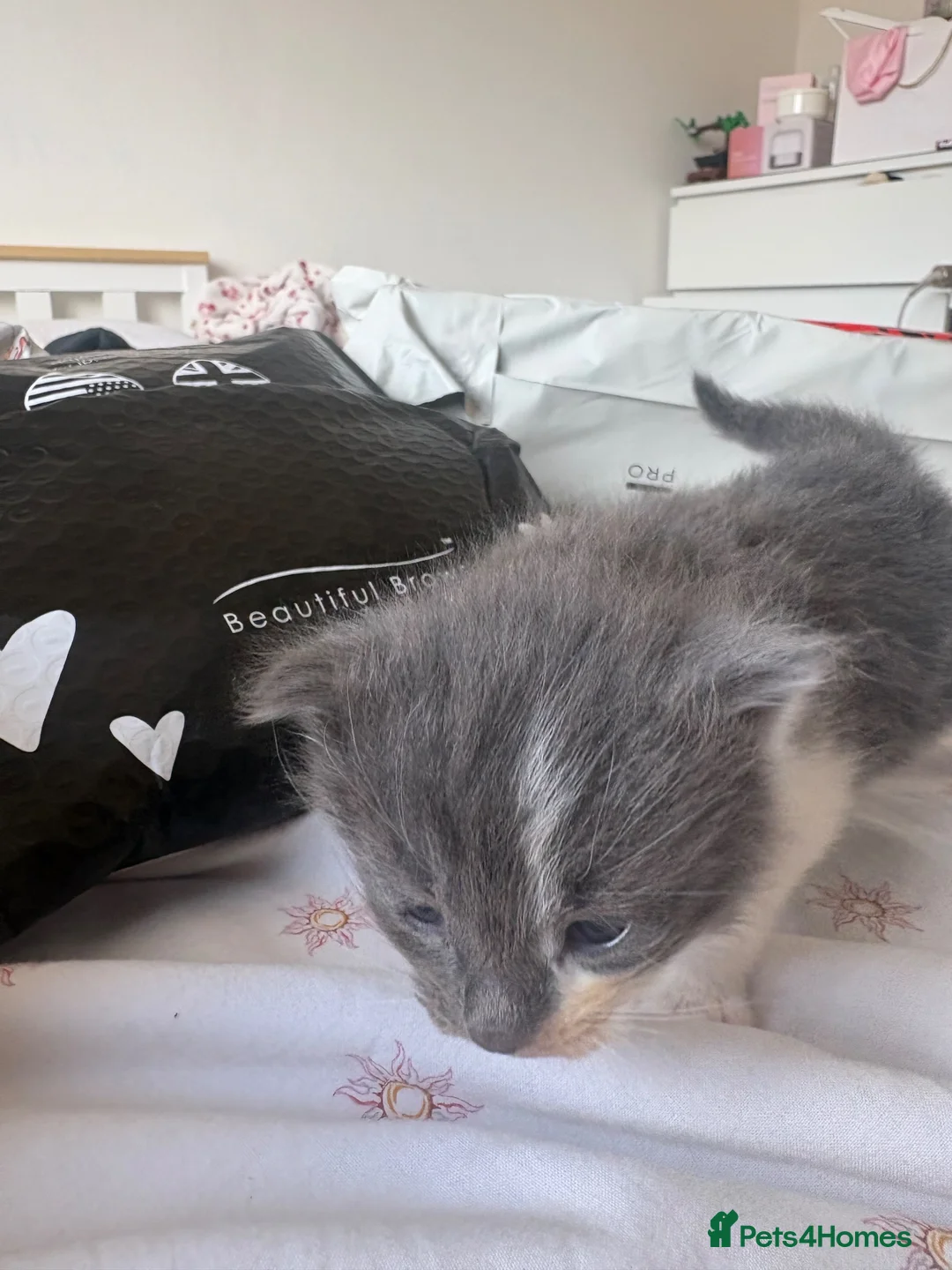Mixed Breed cats for sale: Gorgeous ragdoll mixed breed  in Pontefract - Advert 31