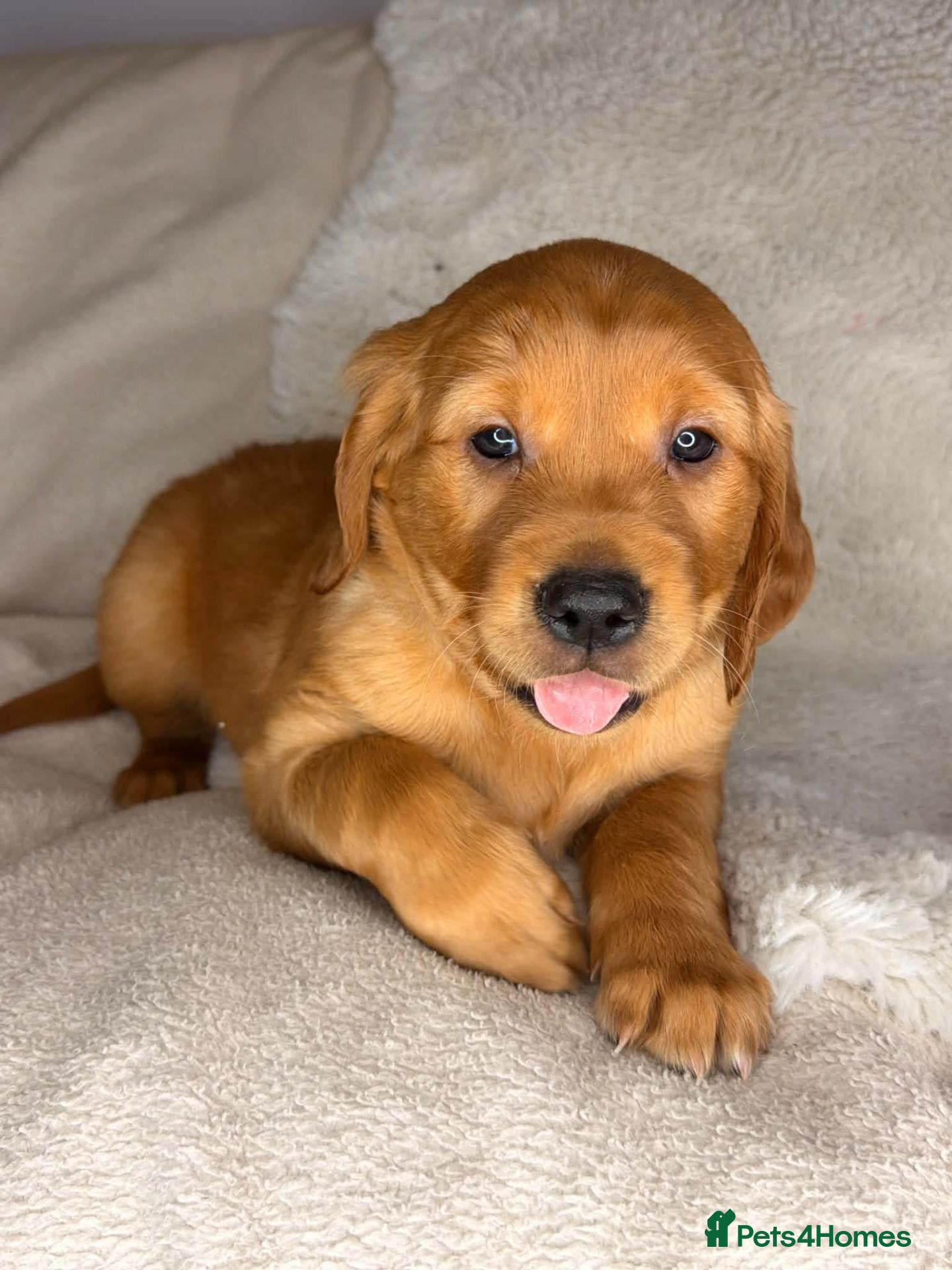 Golden Retriever dogs Stunning KC registered dark puppies - Advert 2