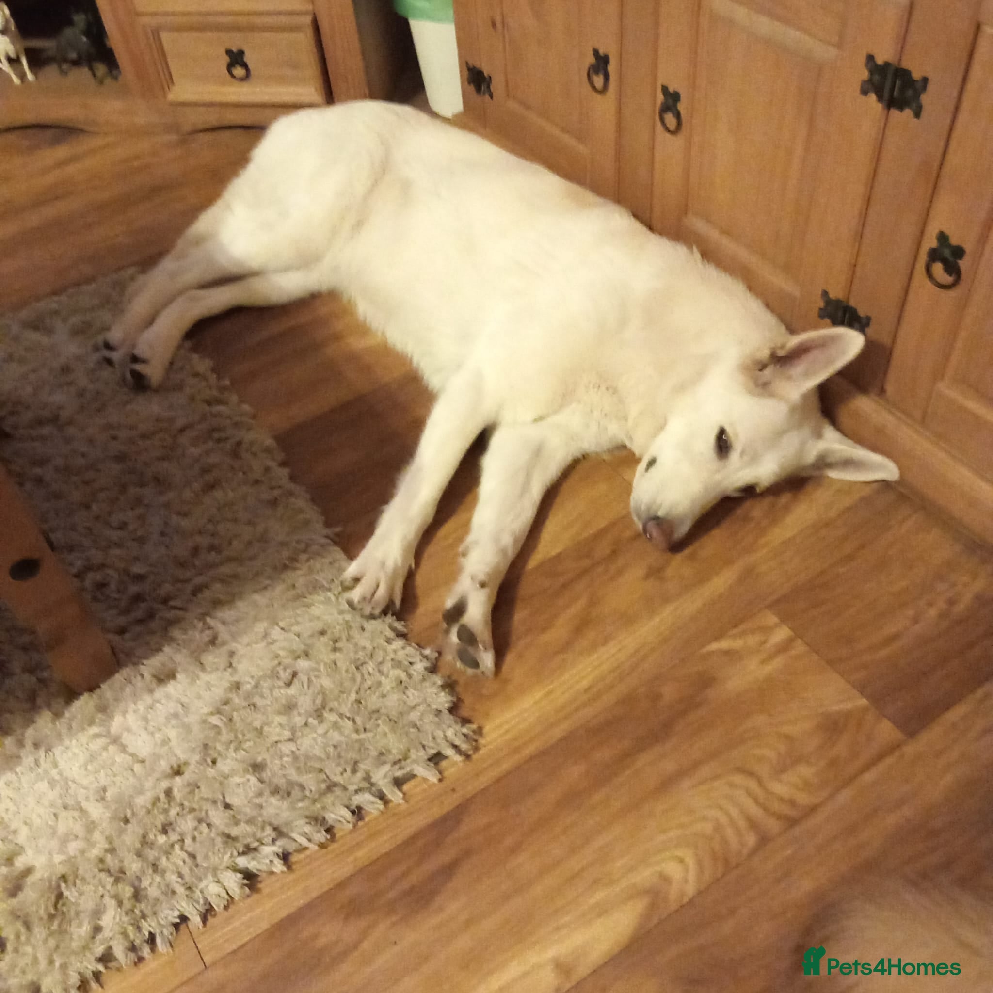 German Shepherd dogs 20 wk Female White german shepherd bitch - Advert 2