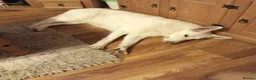 German Shepherd dogs for sale: 20 wk Female White german shepherd bitch in Newport - Advert 2