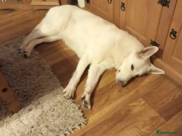 German Shepherd dogs 20 wk Female White german shepherd bitch - Advert 2