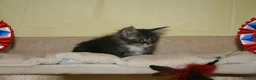 Maine Coon cats for sale: Gorgeous Maine Coon kittens from the Grand Cham - Advert 4