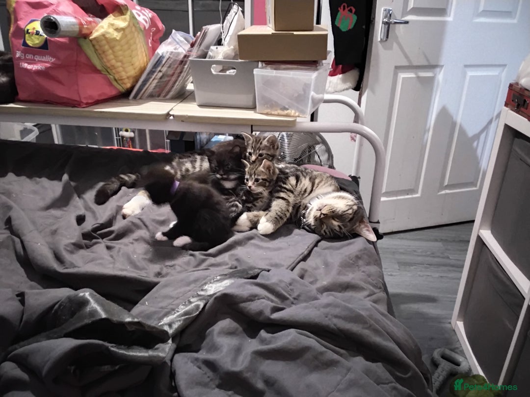 British Shorthair cats for sale: 2 female Kittens for sale - Advert 2