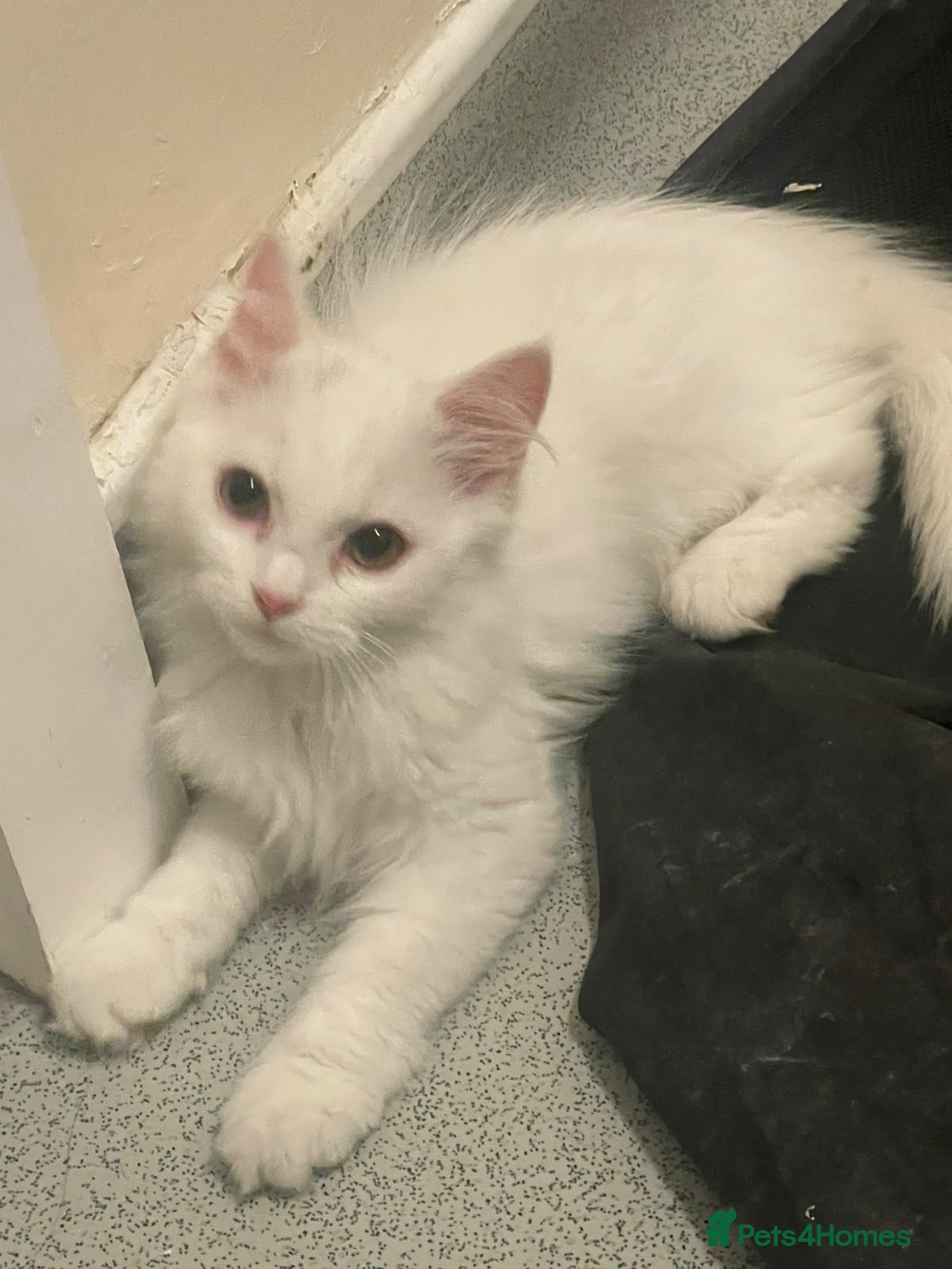 Mixed Breed cats  Persian kittens for sale  - Advert 1