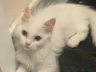 Mixed Breed cats Persian kittens for sale - Advert 1