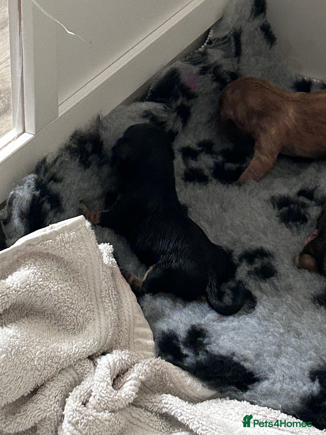 Cavapoochon dogs for sale: Cavapoochons 5 girls 2 boys - Advert 19