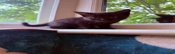 Domestic Shorthair cats for sale: Adorable 7-Week-Old Kittens Ready for Loving Home! in London - Advert 19