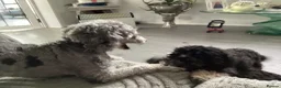Toy Poodle dogs for sale: Kennel club pupps - Advert 5