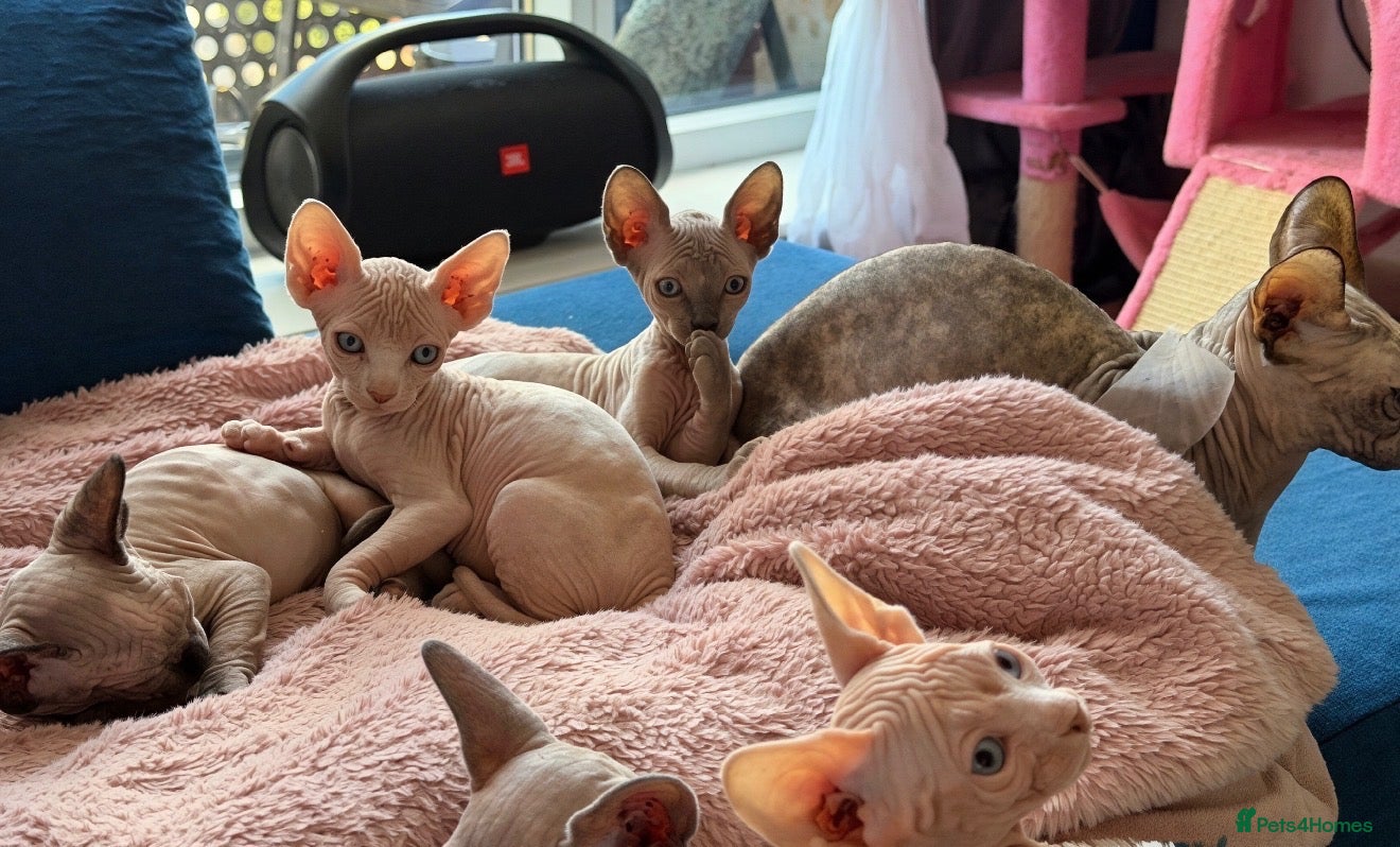 Sphynx cats 7 week Sphynx kittens  - Advert 2