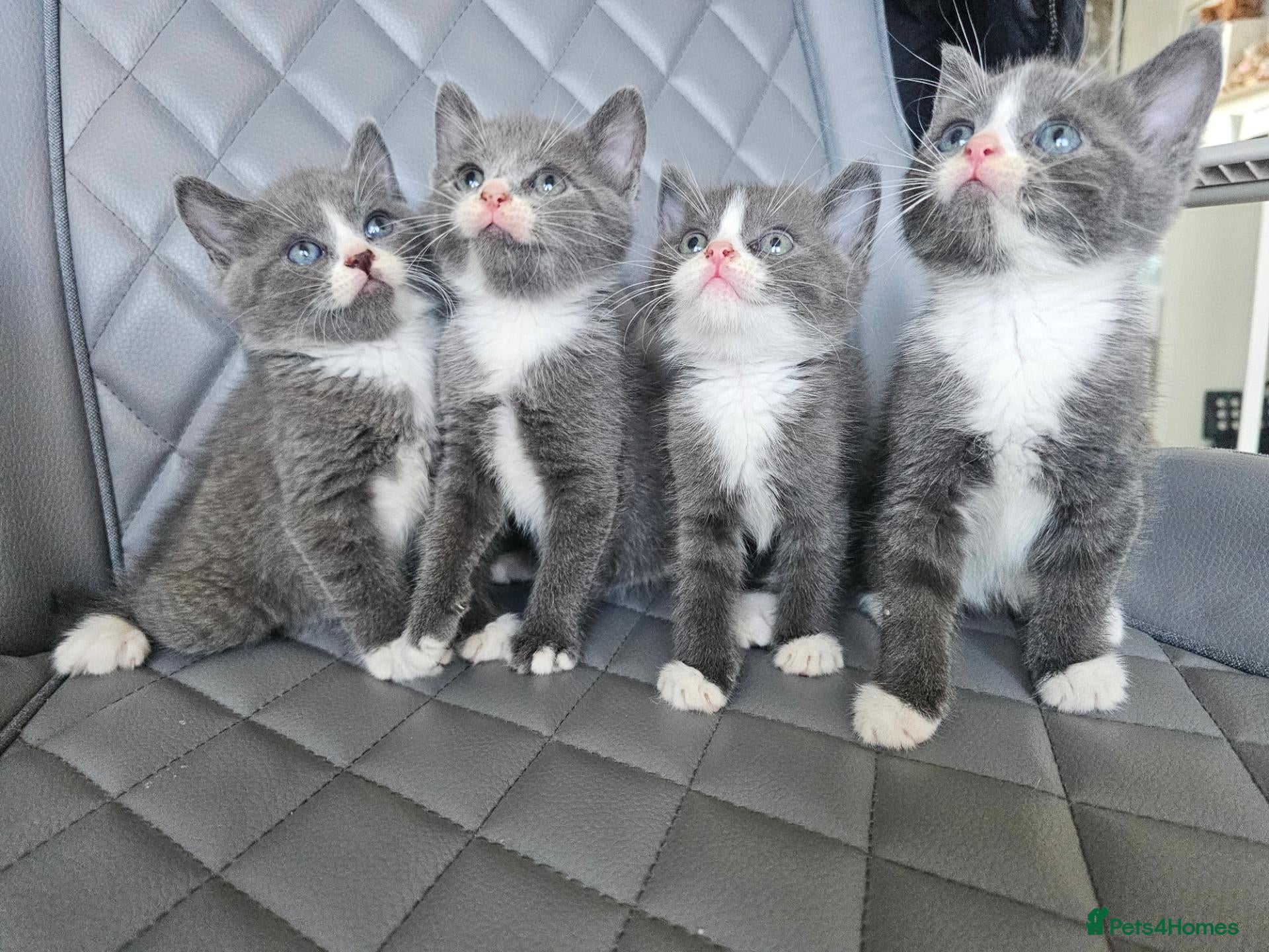 Russian Blue cats Grey kittens Russian Blue crossed British Short H. - Advert 1